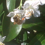 IMG00631-20131023-1435