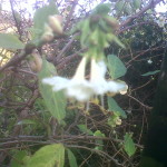 whiteflower