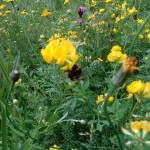 BEEinmeadow