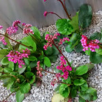 bergenias1