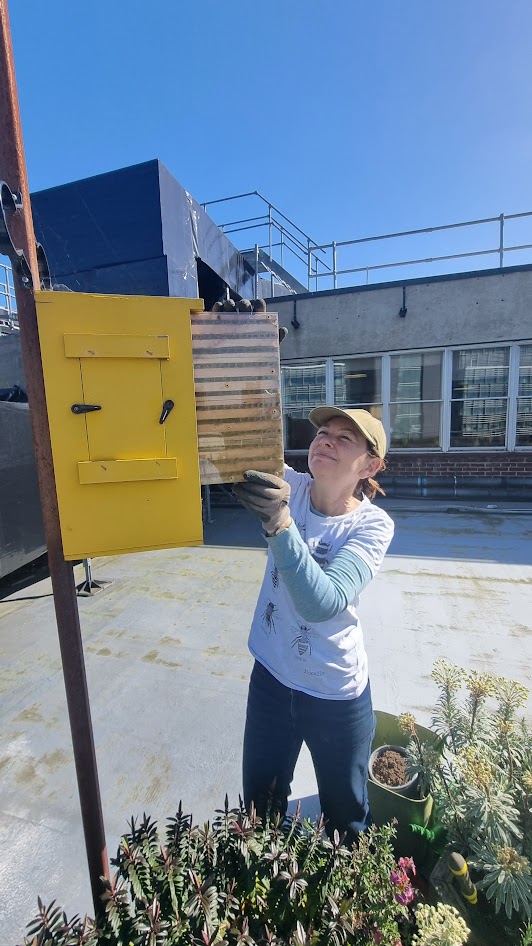Alison reinstalling observation box in spring