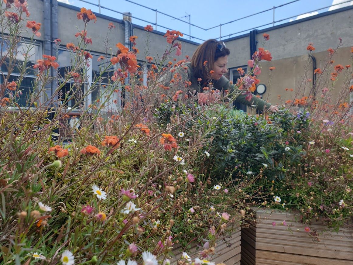 Maintaining bee-friendly flowers and shrubs