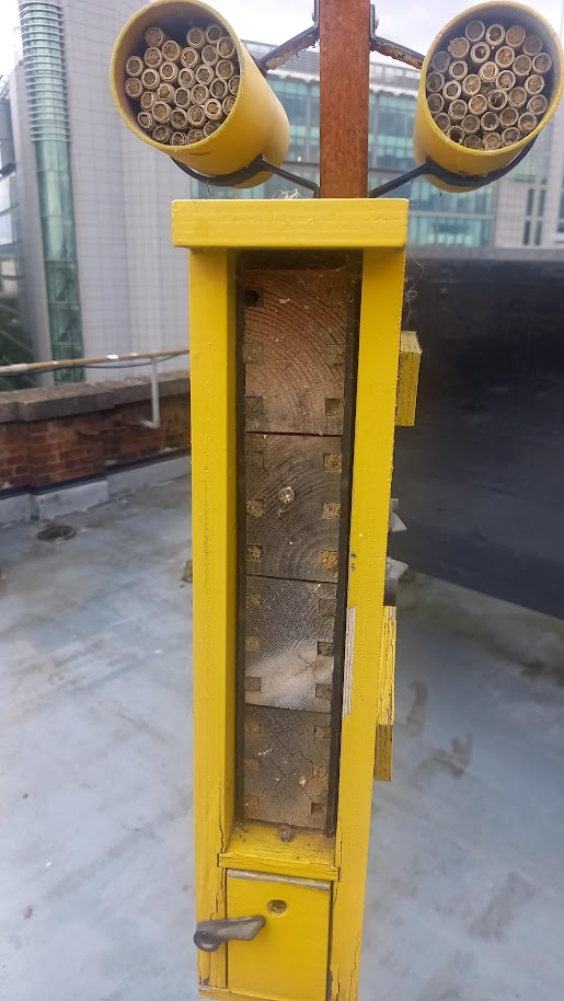 Bee observation box occupied (2023)