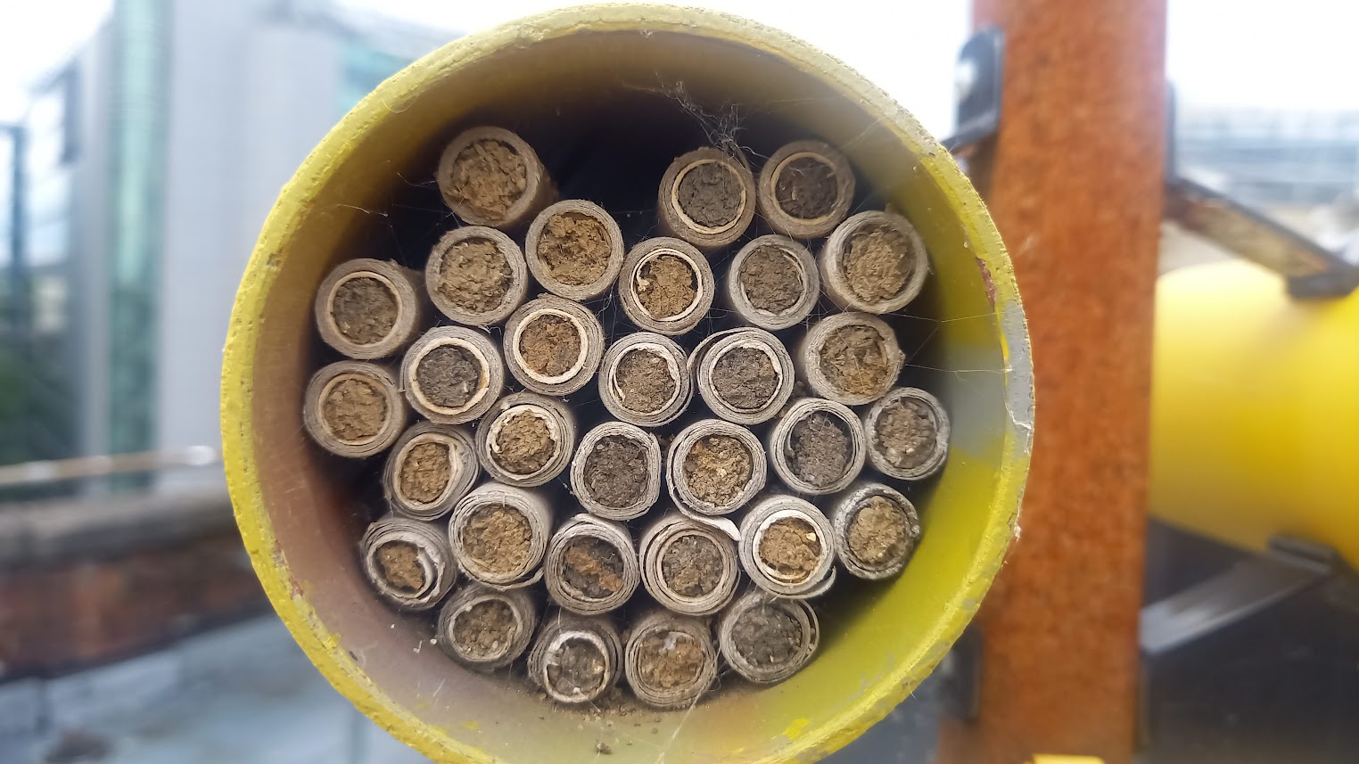 Bee hotel fully occupied (2023)