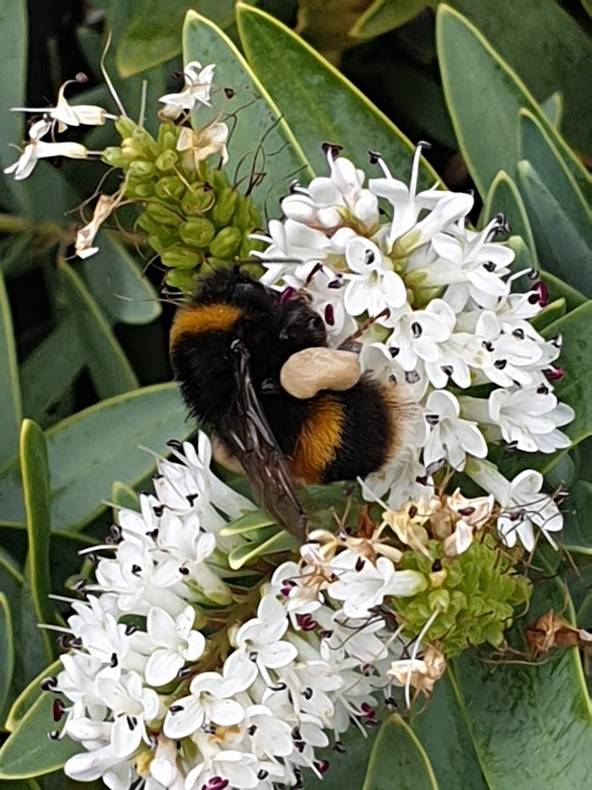 Buff-tailed bumblebee with pollen on back legs on hebe flowers