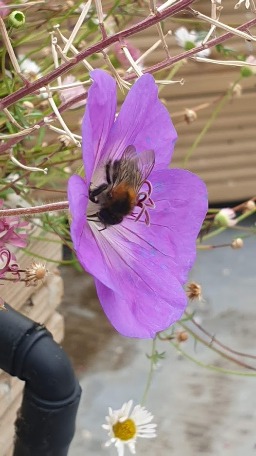 Common carder bee foraging on Geranium 'Rozanne'