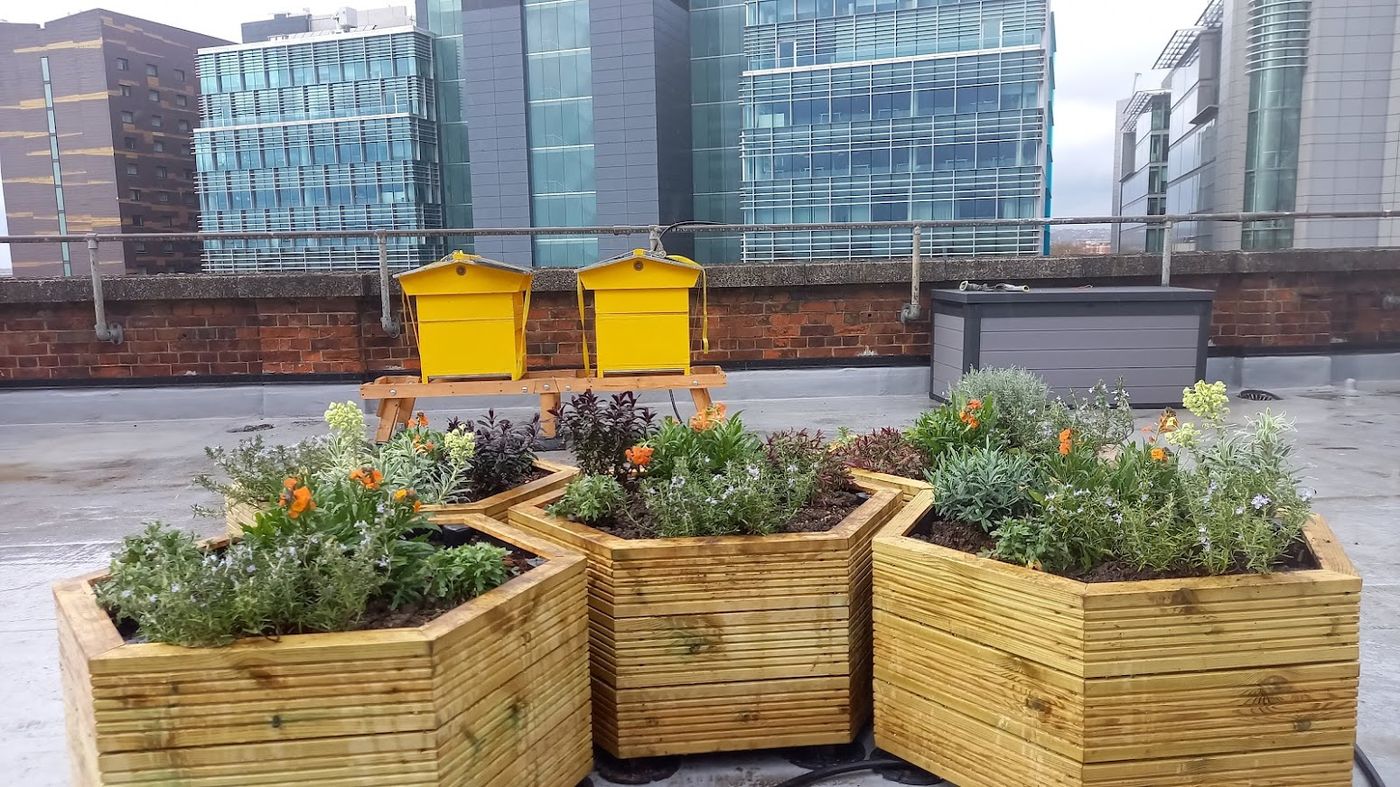 Hives and planters (2021)