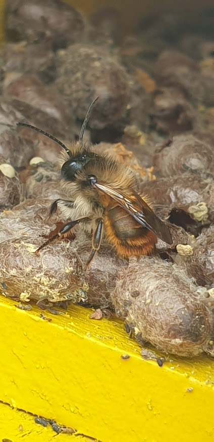 Red mason bee in observation box