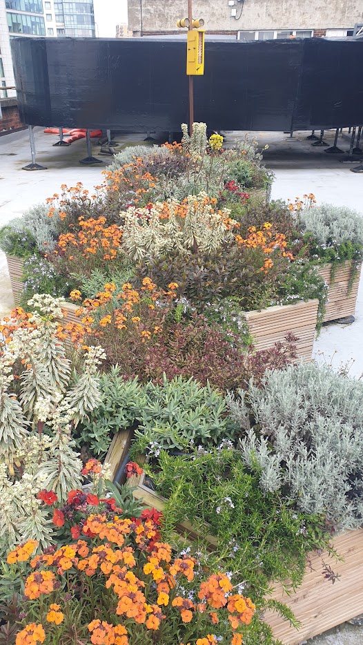 Wallflowers blooming at Adam and Eve