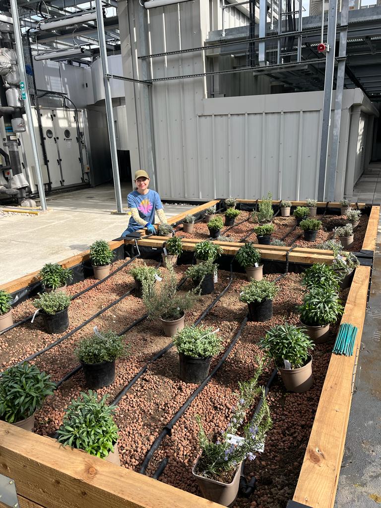 One Bartholomew planting