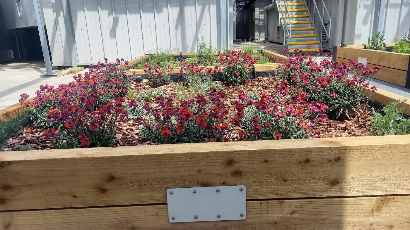 Wallflowers in bloom