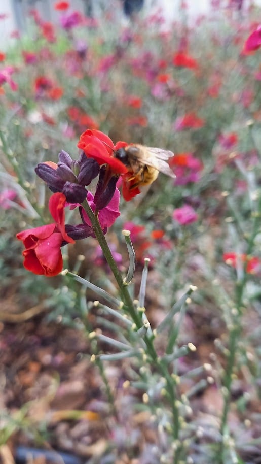 Red mason bee foraging on a wallflower