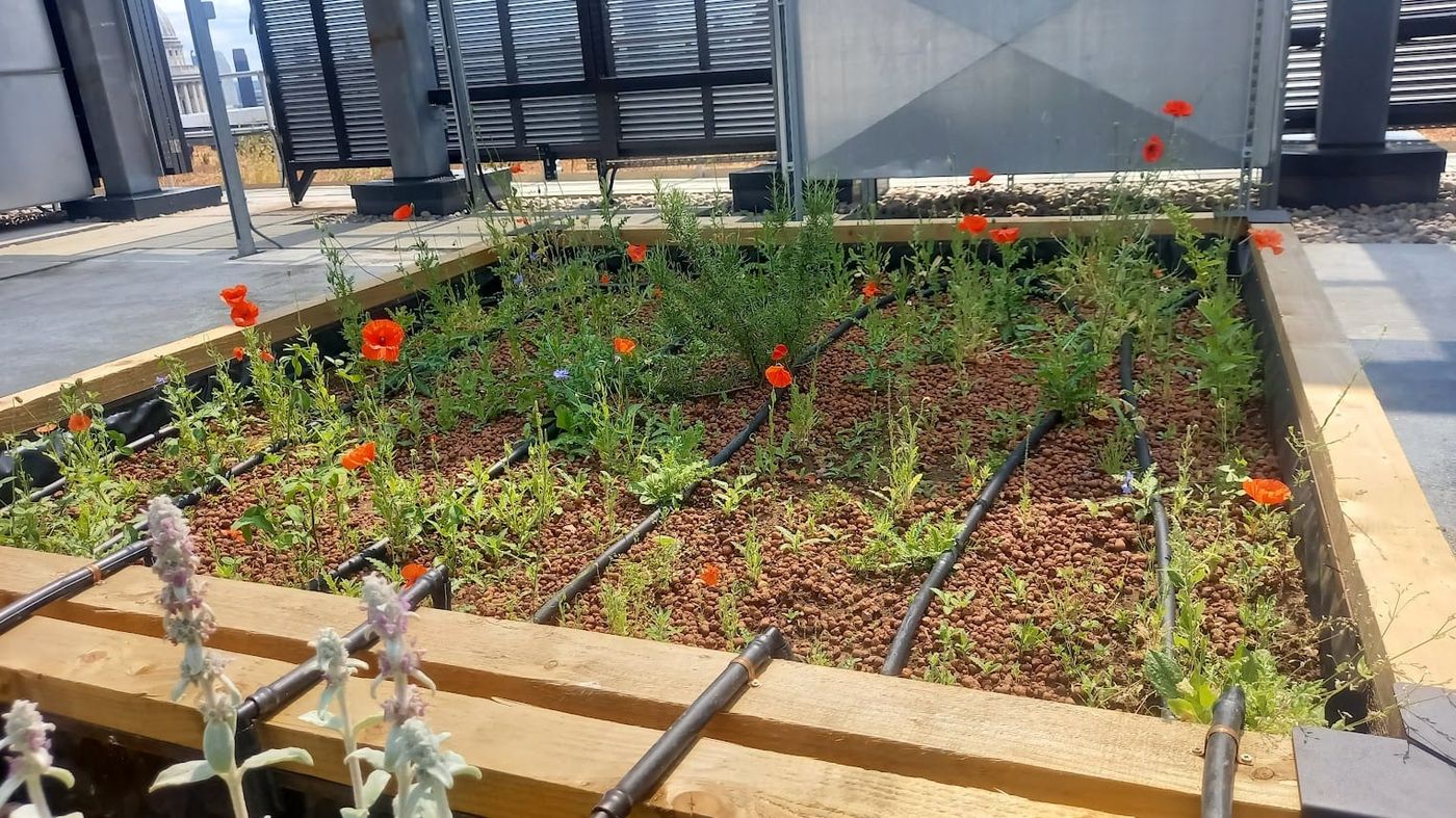 Wild poppies in bloom