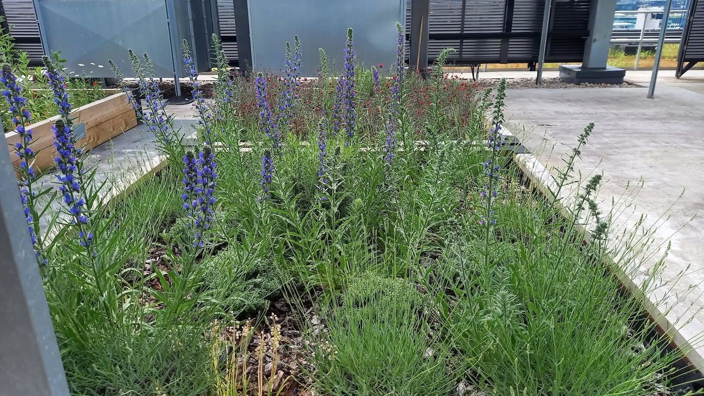 Echium vulgare (Viper's bugloss) feeding bumblebees