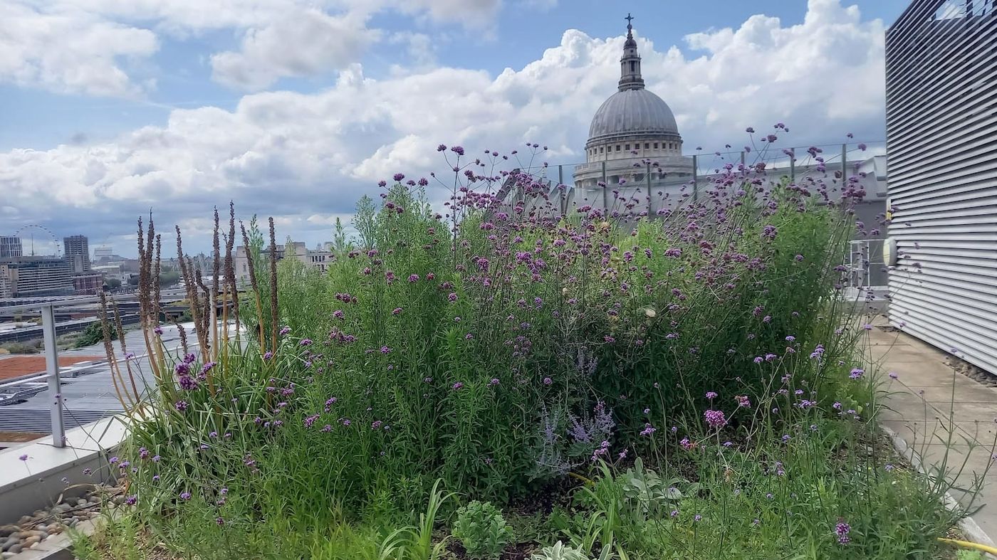 Bow Bells House rooftop planting
