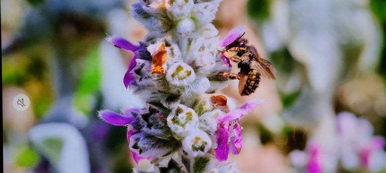 Wool carder bee being filmed on Lamb's ear plant
