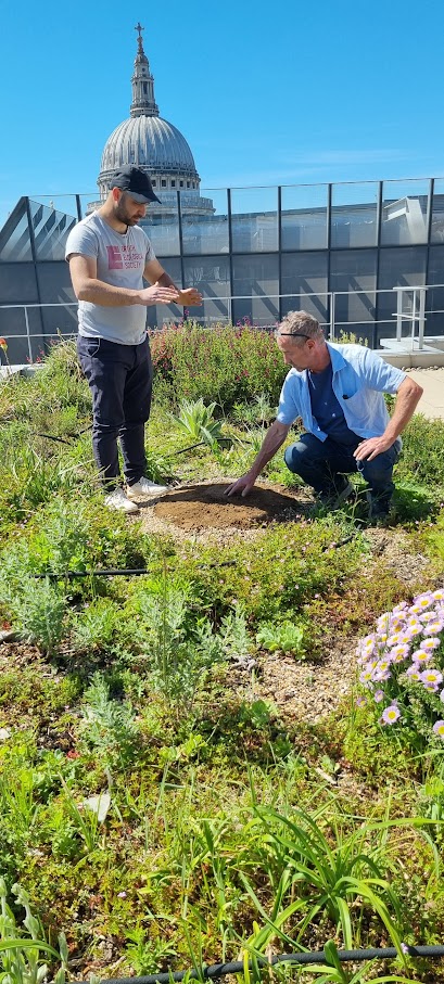 Creating a sand mound for ground-nesting bees