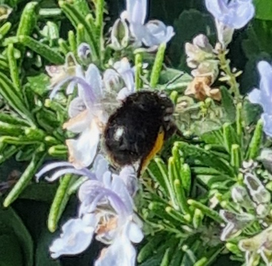 Hairy-footed flower bee on Rosemary