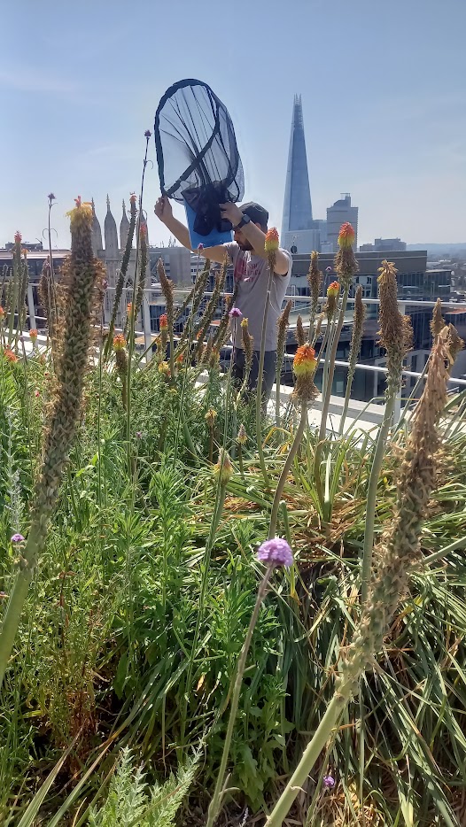 Pollinator survey