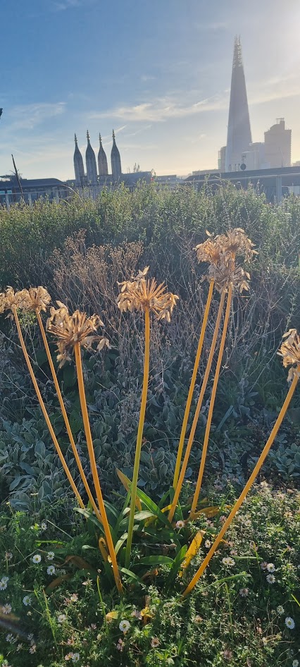 Seedheads left in winter for birds