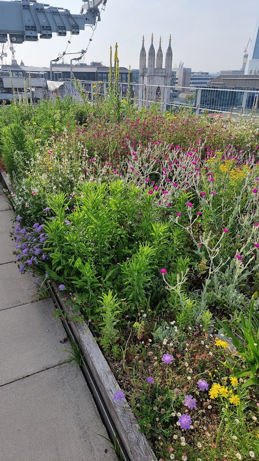Rose campion, scabious, salvia 'hot lips', Verbascum