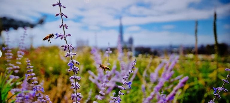 Honeybees on Russian sage