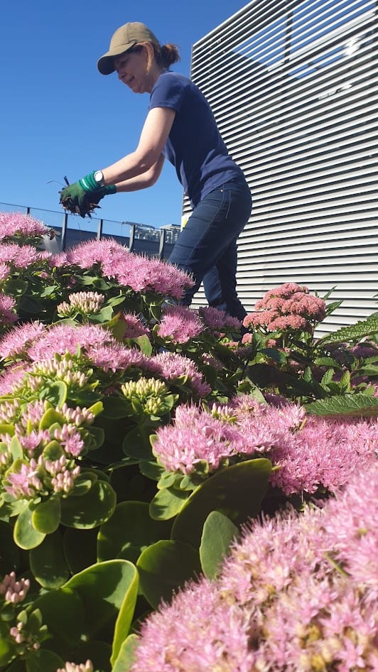 Alison gardening among Sedum in late summer