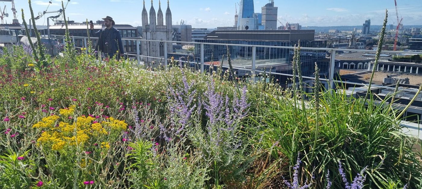 Rooftop planting at Bow Bells House