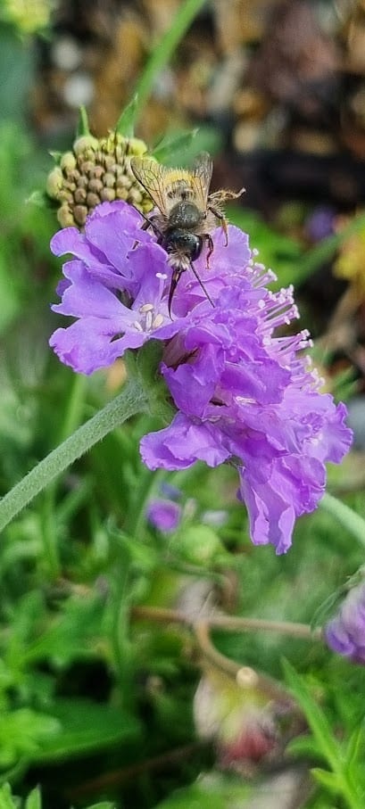 Red mason bee on Scabious in spring