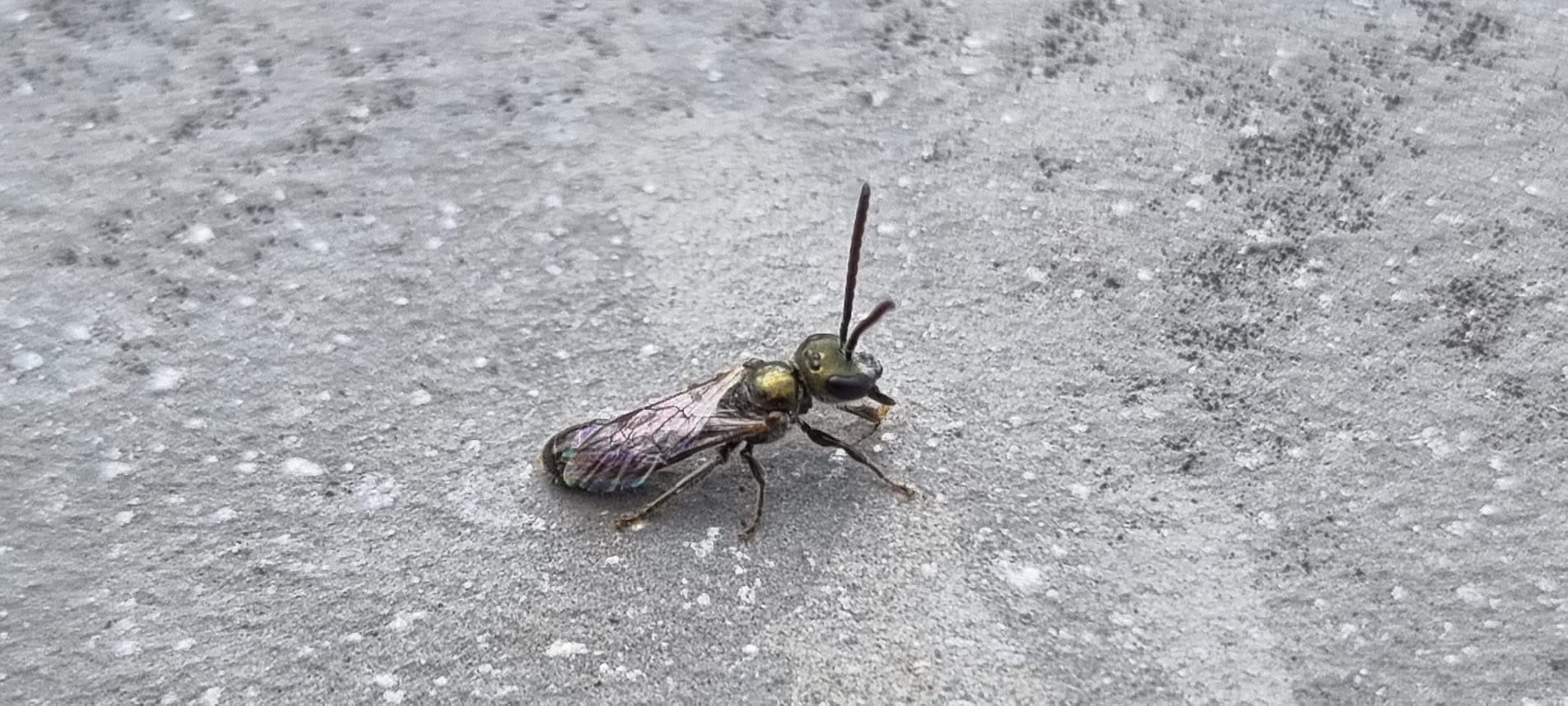 Green furrow bee (Lassioglossum morio), 5mm long
