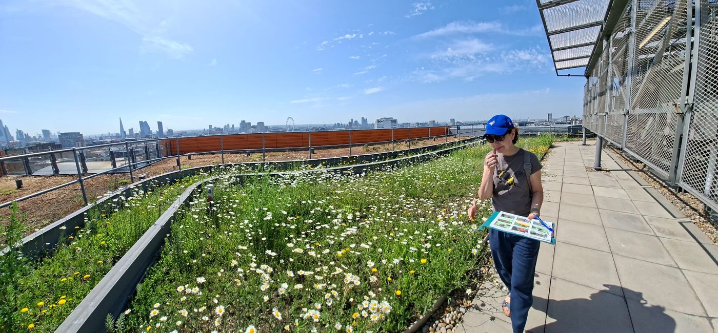 Alison's monthly bee monitoring