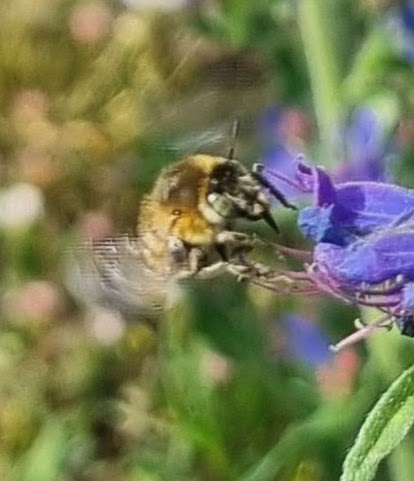 Four-banded flower bee (Anthophora quadrimaculata) 7mm on Viper's bugloss