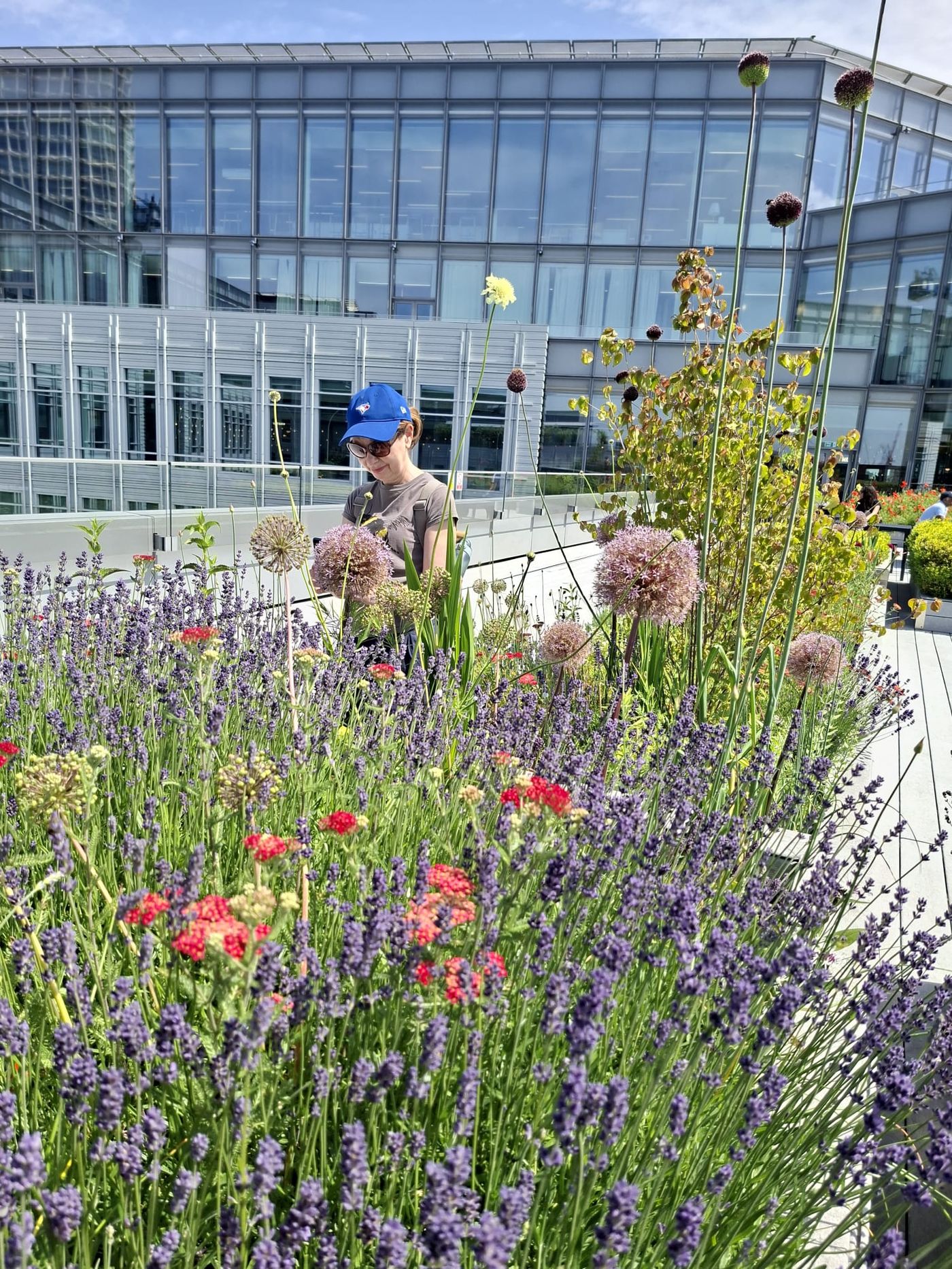 Monitoring 8th floor terrace for pollinators