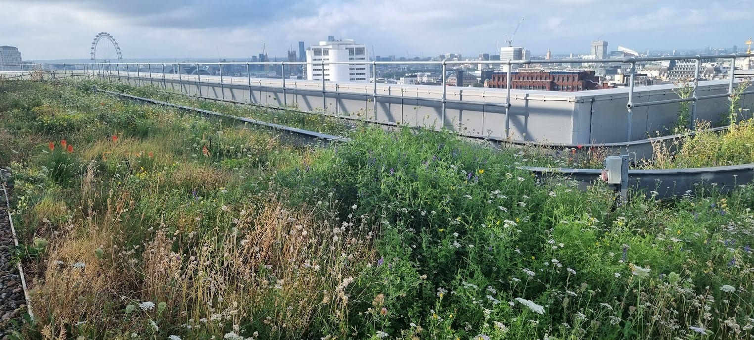 Central St Giles rooftop