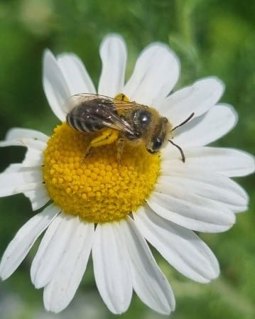 Davies' plasterer bee (Colletes daviesanus) 9mm 