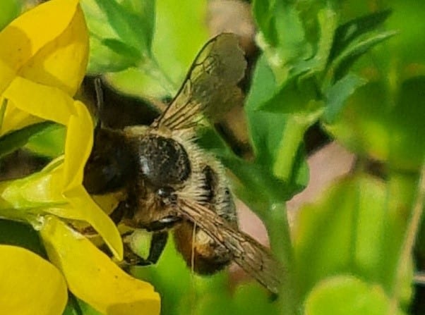 Leafcutter bee (Megachile species) 10mm on Bird's-foot trefoil 