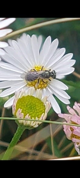 Common Furrow bee (L. calceatum) 8mm
