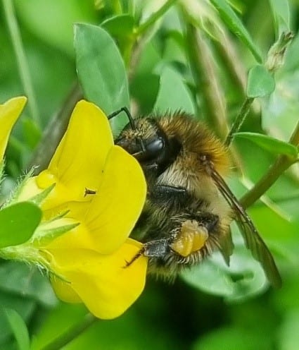 Common carder bee (Bombus pascuorum) 13mm