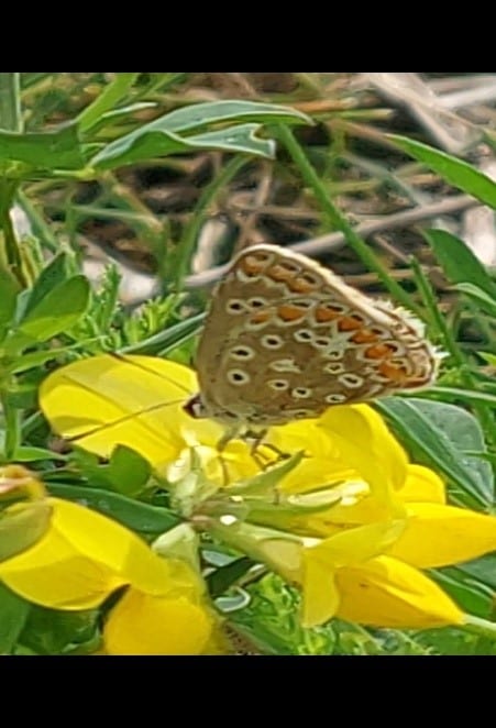 Common blue butterfly on Bird's-foot trefoil