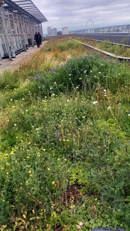Diverse planting including purple vetch and yarrow