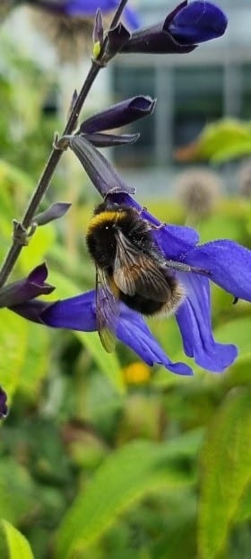 Buff-tailed bumblebee
