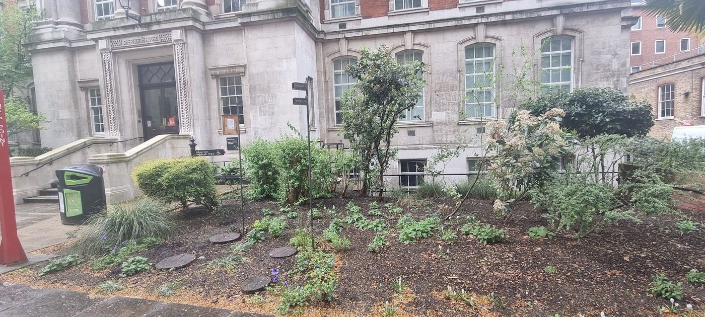 King's College London pollinator habitat
