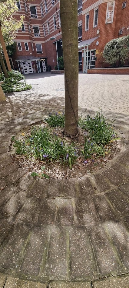 Tree pit planting at Stamford Street student accommodation