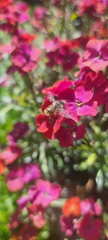 Red mason bee on wallflowers (Erysimum 'Red Jep')
