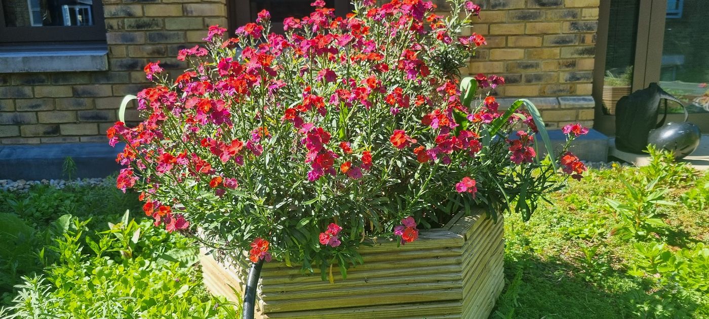 Wallflower planter pit stop