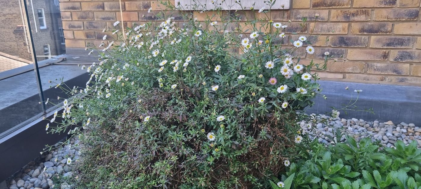 Mexican fleabane planter pit stop