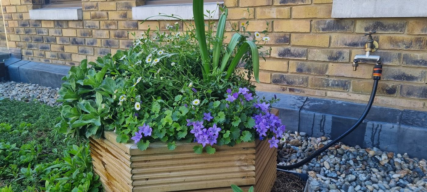 Campanula planter pit stop