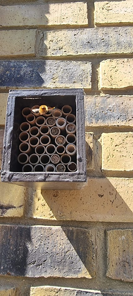 Red mason bee flying into a bee hotel to nest