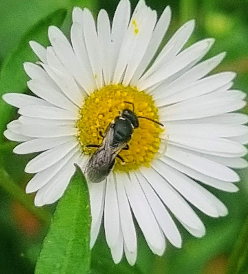 Common furrow bee (Lassiaglossum calceatum) on Mexican fleabane
