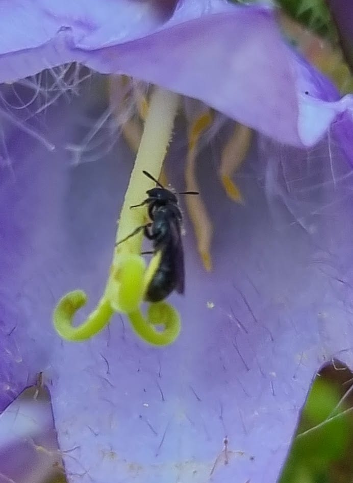 Small scissor bee on campanula